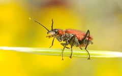 Malachius coccineus