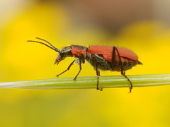 Malachius coccineus