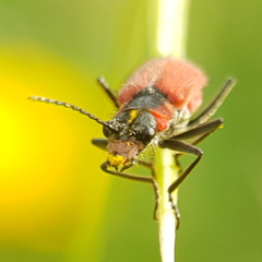 Malachius coccineus