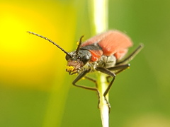 Malachius coccineus
