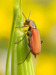 Malachius coccineus