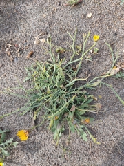 Launaea fragilis