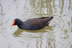 Gallinula tenebrosa