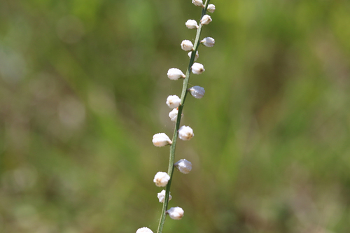 Aletris obovata Nash