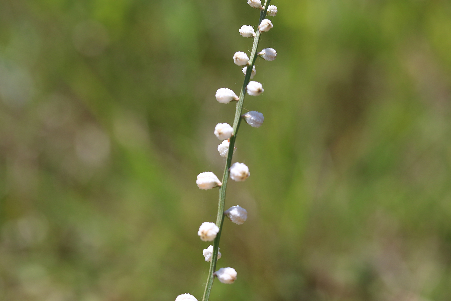 Aletris obovata