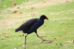 Porphyrio melanotus