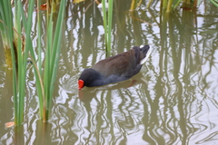 Gallinula tenebrosa