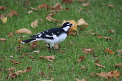 Grallina cyanoleuca