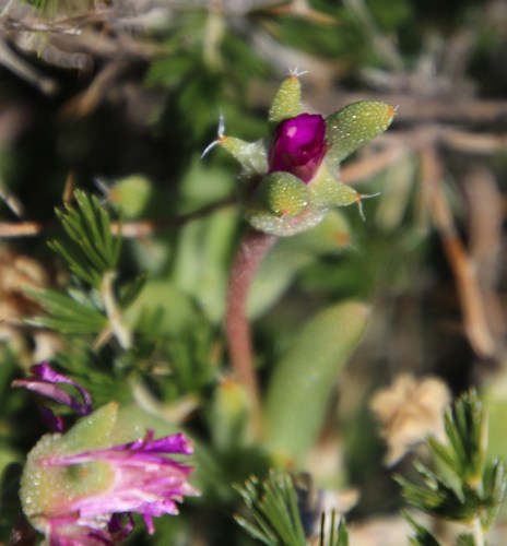 Image of Trichodiadema pomeridianum by (c) Tony Rebelo, some rights reserved (CC BY-SA)