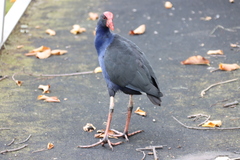Porphyrio melanotus