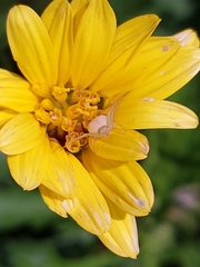 Misumenops rubrodecoratus