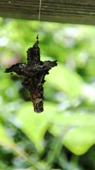 Striglocyrbasia meguae