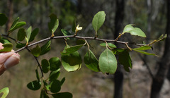 Petalostigma banksii