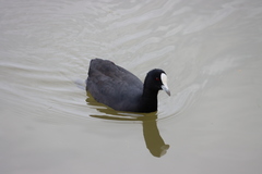 Fulica atra australis