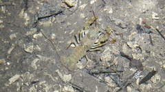 Austropotamobius torrentium