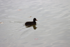 Fulica atra australis