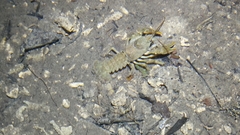 Austropotamobius torrentium