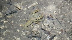 Austropotamobius torrentium