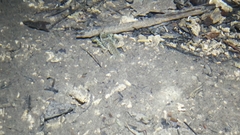Austropotamobius torrentium