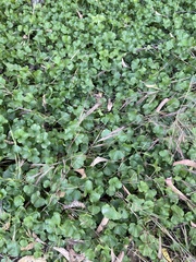 Dichondra occidentalis