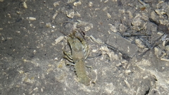 Austropotamobius torrentium