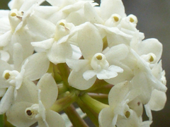 Epidendrum chioneum