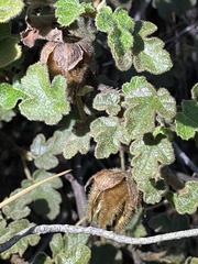 Fremontodendron decumbens