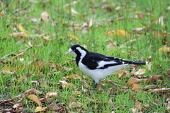 Grallina cyanoleuca