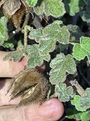 Fremontodendron decumbens
