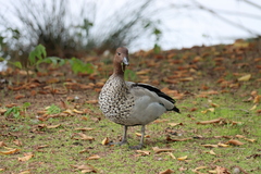 Chenonetta jubata
