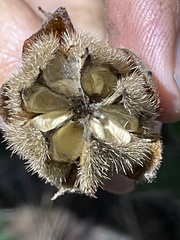 Fremontodendron decumbens