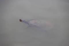 Emydura macquarii