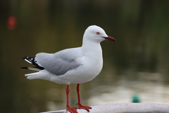 Chroicocephalus novaehollandiae