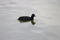 Fulica atra australis