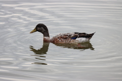 Anas platyrhynchos domesticus
