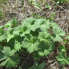 Aconitum lasiostomum