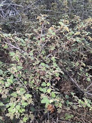 Fremontodendron decumbens