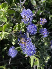 Ceanothus lemmonii