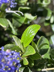 Ceanothus lemmonii