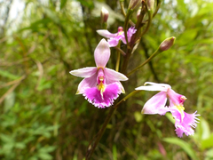 Epidendrum calanthum