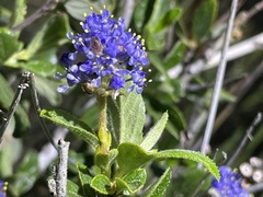 Ceanothus lemmonii