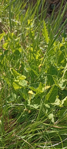 Aristolochia paucinervis, photograph 2
