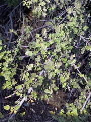 Fremontodendron decumbens