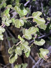 Fremontodendron decumbens
