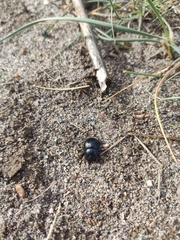 Thorectes punctatolineatus