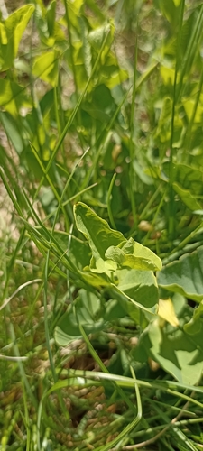 Aristolochia paucinervis, photograph 3