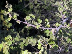 Fremontodendron decumbens