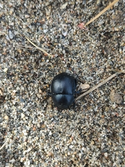 Thorectes punctatolineatus