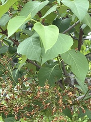 Chionanthus retusus