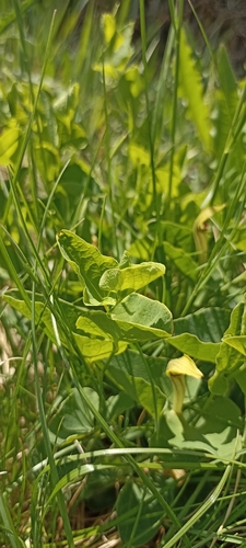 Aristolochia paucinervis, photograph 4